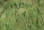 Oat Straw Extract 10:1